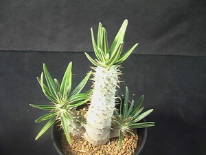 ★奈研★サボテン・多肉植物★975★パキポディウム　ロスラツム　実生　Pachypodium rosulatum　 下部約W2.6cm　高さ約Hむ9.0cm