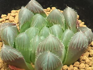 ★奈研★サボテン・多肉植物★19★ハオルシア　オブツーサ（巨大赤線）Haworthia　obtusa(dielsiana)　 約W5.3 cm