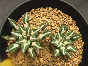 ★奈研★サボテン・多肉植物★29★ 黒牡丹　Ariocarpus(Roseocactus)kotschoubeyanus　実生　約W3.0-4.4cm