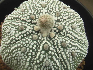 ★奈研★サボテン・多肉植物★166★アストロフィツム　ミラクル兜　実生　Astrophytum　asterias“Miracle”　 約W5.8 cm