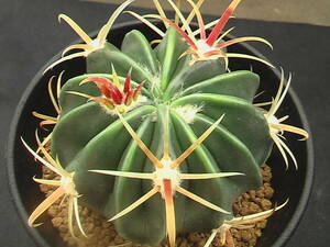 ★奈研★サボテン・多肉植物★189★フェロカクタス　金鵄玉　Ferocactus　latispinus v.flavispinus　　実生 約W6.0 cm