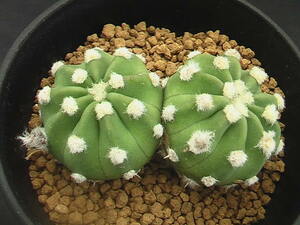 ★奈研★サボテン・多肉植物★197★ エキノプチス　王冠短毛丸　Echinopsis　eyriesii　cv.‘OOKANTANGEMARU’約総経6.3 cm