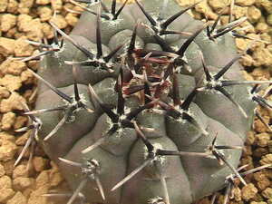 ★奈研★サボテン・多肉★200★ギムノカリキュウム　黒刺鳳頭　Gymnocalycium　bodenbenderianum　cv.　　実生　　約W4.1cm