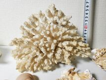 貝殻 珊瑚 珊瑚 大量 まとめて セット 天然 巻貝 鑑賞用 ハンドメイド アクセサリー作りなどにも まとめ売り 海 自然 工作 夏休み 置物(100_画像5