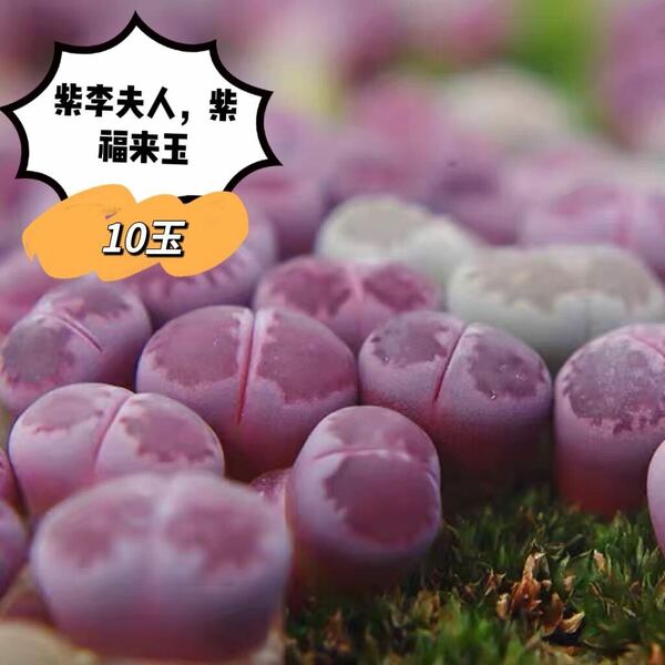 リトープス 多肉植物 紫福来10玉 セット