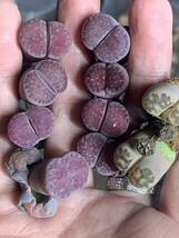 リトープス 多肉植物 紫夫人紫福来 麗紅玉種子付き　大粒セット_画像1