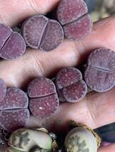 リトープス 多肉植物 紫夫人紫福来 麗紅玉種子付き　大粒セット_画像2