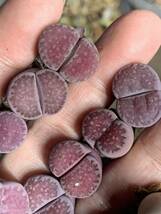 リトープス 多肉植物 紫夫人紫福来 麗紅玉種子付き　大粒セット_画像4