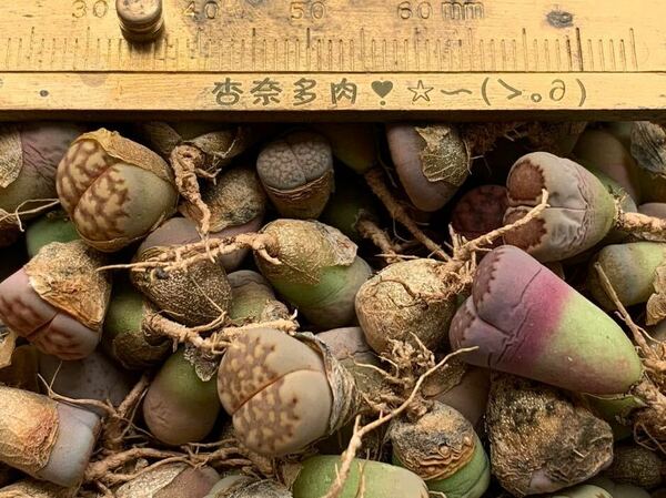 多肉植物 観葉植物 リトープス 100玉 お任せセット