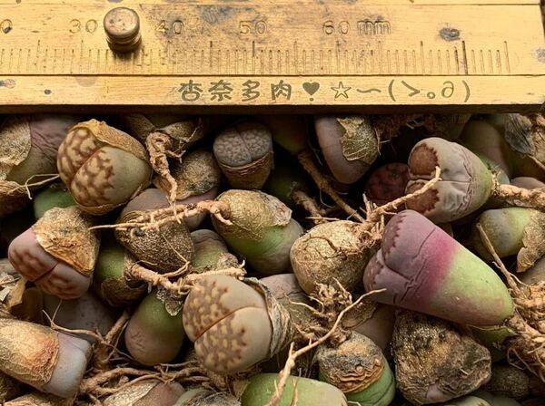 リトープス 多肉植物 カラフルセット 50玉