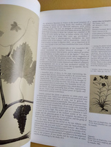 【洋書】The Illustrated Herbal 植物(ハーブ)のイラスト 植物画 ボタニカルアート ヨーロッパ 植物学 英語_画像8