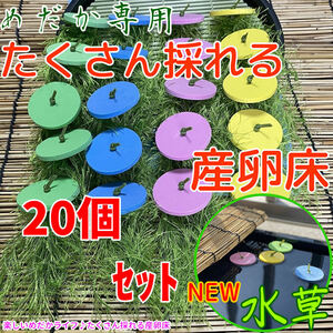 メダカ たくさんとれる 産卵床【緑×青×ピンク×黄 各５個　計２０個】#39 水草 卵 浮草 ホテイ草 布袋草 メダカ 水槽 三色 金魚