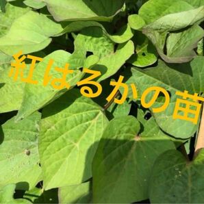 さつまいもの苗　紅はるか 抜き苗20本　 自家栽培 無農薬