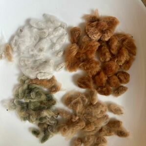 綿花の種　4種類