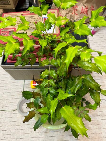 柊南天の木(大苗) 観葉植物
