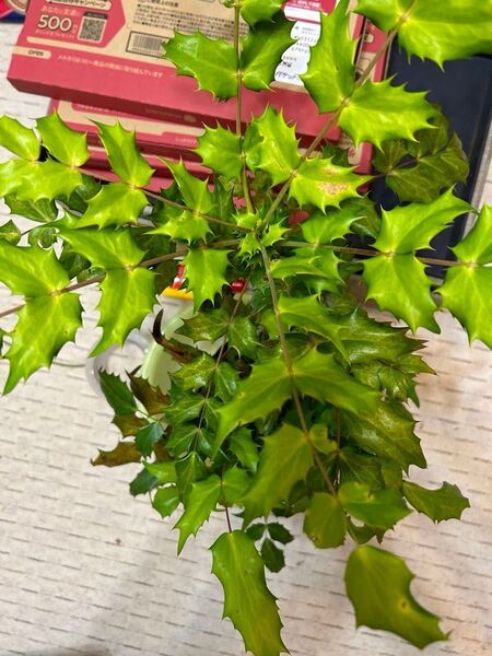 柊南天の苗木