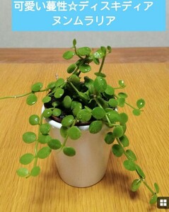 可愛い蔓性の観葉植物☆ディスキディア　ヌンムラリア　しっかり根付き