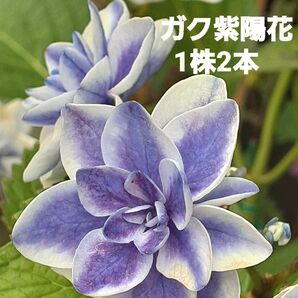 紫陽花 ピーターパン ガク紫陽花 アジサイ 苗 花苗 抜き苗 1株2本 ネコポス発送