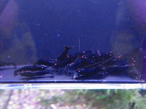 Golden-shrimp　　ブラックダイヤゴールデンアイ赤錆系水槽より30匹繁殖セット　発送日は金土日のみ