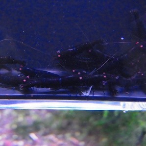 Golden-shrimp  ブラックダイヤゴールデンアイ赤錆系水槽より30匹繁殖セット 発送日は金土日のみの画像7