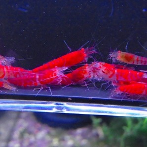Golden-shrimp  上物ゴールデンアイ30匹繁殖セット 発送日は金土日のみの画像4