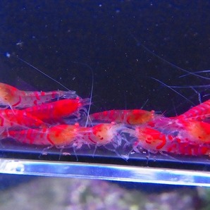 Golden-shrimp  上物ゴールデンアイ30匹繁殖セット 発送日は金土日のみの画像6