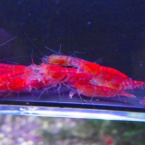 Golden-shrimp  上物ゴールデンアイ30匹繁殖セット 発送日は金土日のみの画像8