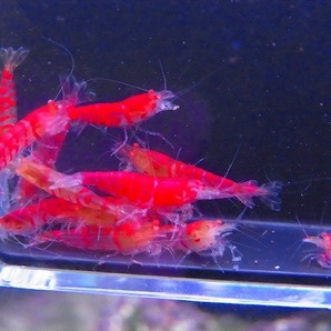 Golden-shrimp  上物ゴールデンアイ30匹繁殖セット 発送日は金土日のみの画像5