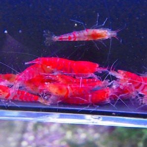 Golden-shrimp  上物ゴールデンアイ30匹繁殖セット 発送日は金土日のみの画像1