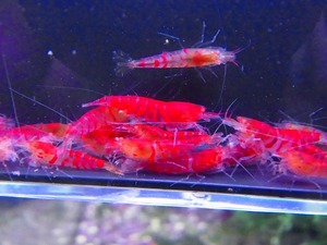 Golden-shrimp　　上物ゴールデンアイ30匹繁殖セット　発送日は金土日のみ
