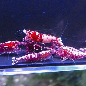 Golden-shrimp  レッドギャラクシーフィッシュボーン♀10匹（全抱卵）セット 発送日は金土日のみの画像8