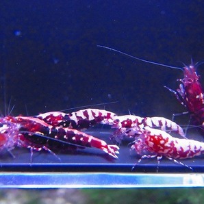 Golden-shrimp  レッドギャラクシーフィッシュボーン♀10匹（全抱卵）セット 発送日は金土日のみの画像4