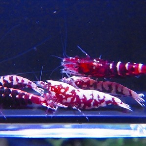 Golden-shrimp  レッドギャラクシーフィッシュボーン♀10匹（全抱卵）セット 発送日は金土日のみの画像6