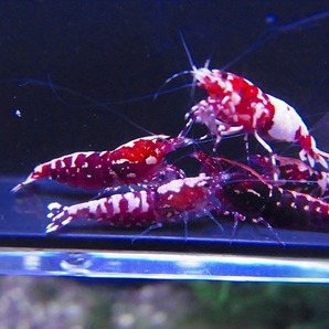 Golden-shrimp  レッドギャラクシーフィッシュボーン♀10匹（全抱卵）セット 発送日は金土日のみの画像7