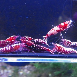 Golden-shrimp  レッドギャラクシーフィッシュボーン♀10匹（全抱卵）セット 発送日は金土日のみの画像3