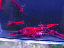 Golden-shrimp　　ミドル～ハイグレード　レッドダイヤゴールデンアイ20匹繁殖セット　発送日は金土日のみ_画像7