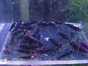 Golden-shrimp black diamond Golden I red rust series aquarium ..30 pcs set shipping day is gold Saturday and Sunday only 