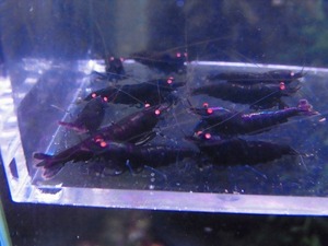 Golden-shrimp black diamond Golden I red rust series aquarium ..*3*7 10 pcs set shipping day is gold Saturday and Sunday only 