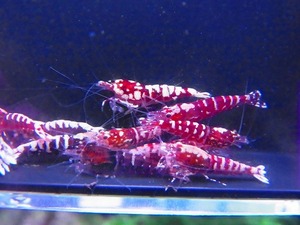 Golden-shrimp　　レッドギャラクシーフィッシュボーンHグレード入り30匹繁殖セット　発送日は金土日のみ