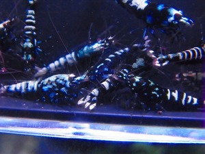 Golden-shrimp blue group Galaxy fish bo-nH grade entering 30 pcs breeding set shipping day is gold Saturday and Sunday only 