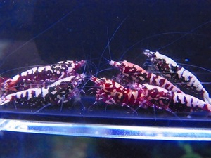 Golden-shrimp　　レッドギャラクシーフィッシュボーン♂4♀6（抱卵2匹）10匹ブリードセット　発送日は金土日のみ
