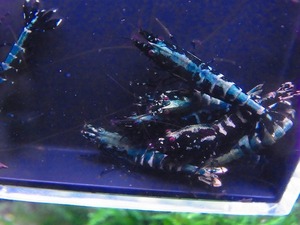 Golden-shrimp　　ブルーギャラクシーフィッシュボーン５ペア　10匹ブリードセット　発送日は金土日のみ