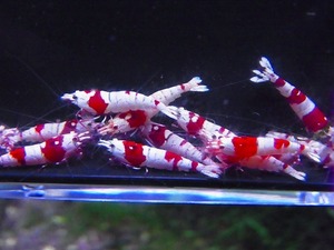 Golden-shrimp Red Bee Shrimp 30 pcs breeding set shipping day is gold Saturday and Sunday only 