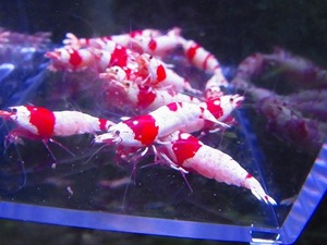 Golden-shrimp　　種親レッドビーシュリンプ♂6♀9　15匹ブリードセット　発送日は金土日のみ