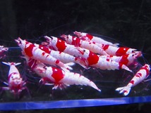 Golden-shrimp　　種親レッドビーシュリンプ♂6♀9　15匹ブリードセット　発送日は金土日のみ_画像2