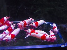 Golden-shrimp　　種親レッドビーシュリンプ♂6♀9　15匹ブリードセット　発送日は金土日のみ_画像10