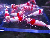 Golden-shrimp　　種親レッドビーシュリンプ♂6♀9　15匹ブリードセット　発送日は金土日のみ_画像9