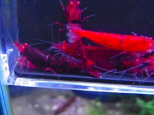 Golden-shrimp red diamond Golden I adult 5 pair (. egg 2 pcs ) bleed set shipping day is gold Saturday and Sunday only 