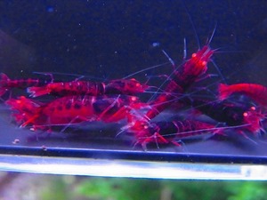 Golden-shrimp　　種親確定　黒墨レッドダイヤゴールデンアイ若個体10匹ブリードセット　発送日は金土日のみ