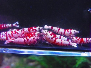 Golden-shrimp　　ミドル以上タイガービー（太極）30匹繁殖セット　発送日は金土日のみ